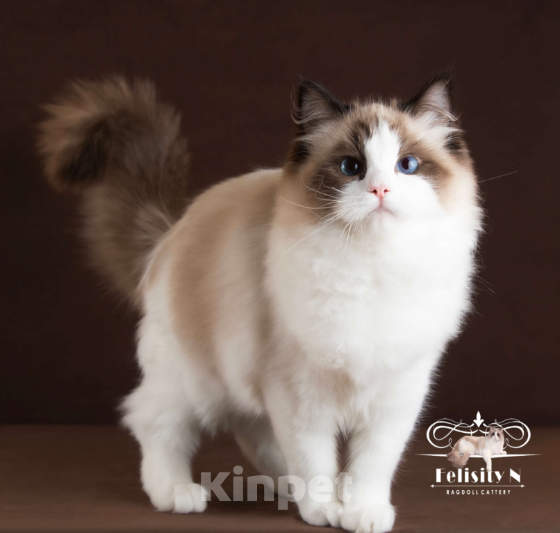 Кошки в Московском: Котята РЭГДОЛЛ Девочка, 130 000 руб. - фото 6