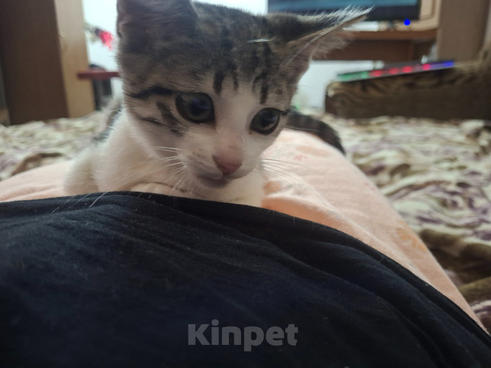 Кошки в Симферополе: Ущу свою кошечку Девочка, 1 000 руб. - фото 2