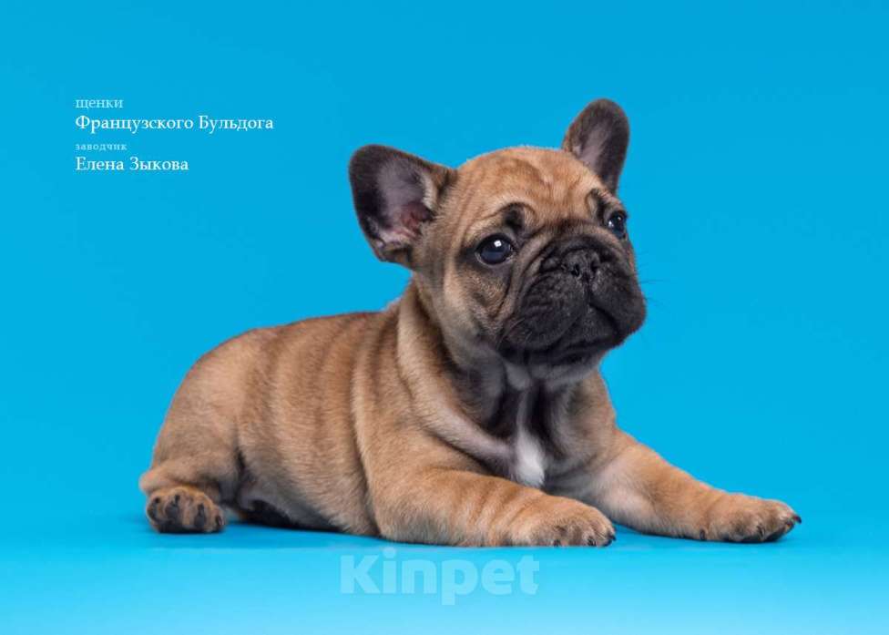 Собаки в Нижнем Новгороде: Предлагаю  к продаже щенков французского бульдога Мальчик, 45 000 руб. - фото 7
