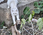 Кошки в Нижнем Новгороде: Кошка британка Девочка, Бесплатно - фото 2