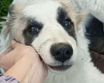 Собаки в Кемерово: Прелестная собачка  Девочка, Бесплатно - фото 4