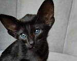 Кошки в Москве: Ориентальные котята, девочки Девочка, 65 000 руб. - фото 2