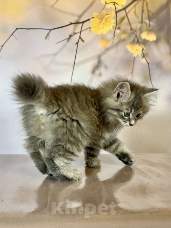 Кошки в других городах Московской области: Кот Frost - голубой пятнистый  Мальчик, 50 000 руб. - фото 2