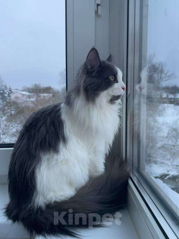 Кошки в Москве: Шикарный пушистый котик Мотя ищет дом! Мальчик, Бесплатно - фото 3