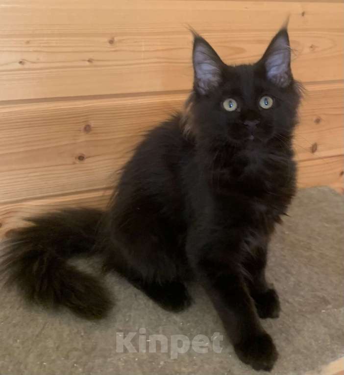 Кошки в Санкт-Петербурге: Котёнок мейн кун чёрный Девочка, 30 000 руб. - фото 2