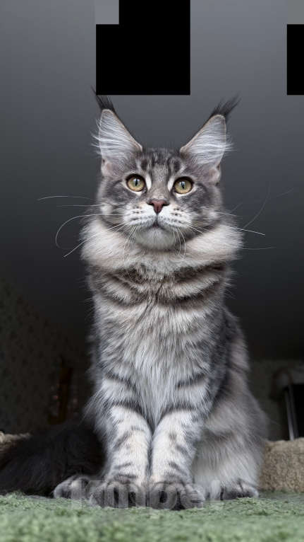 Кошки в Краснодаре: Котята Мейн-кун Разнополые, 30 000 руб. - фото 2