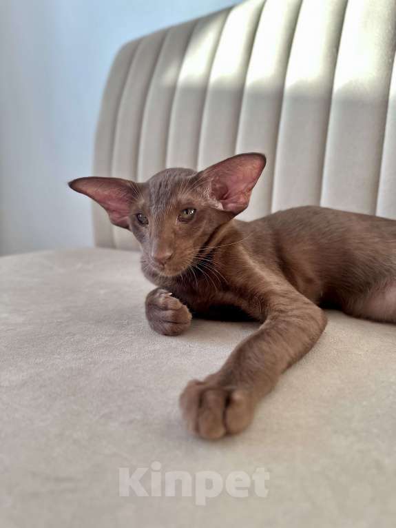 Кошки в Санкт-Петербурге: Шоколадная кошечка Девочка, Бесплатно - фото 9