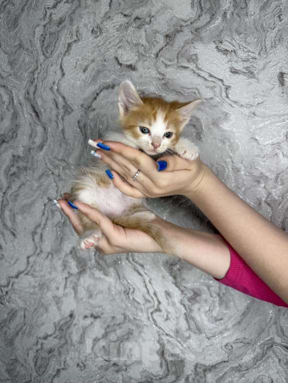 Кошки в Тольятти: Котята  Мальчик, Бесплатно - фото 5