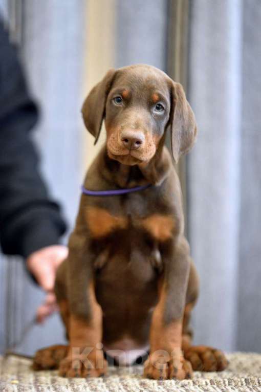 Собаки в других городах Московской области: Щенки добермана Мальчик, 65 000 руб. - фото 1