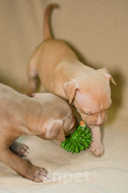 Собаки в Санкт-Петербурге: Продаем  Девочка, 29 000 руб. - фото 2