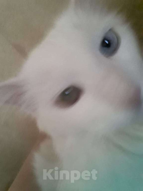 Кошки в Рязани: Отдам кота в добрые руки Мальчик, Бесплатно - фото 2