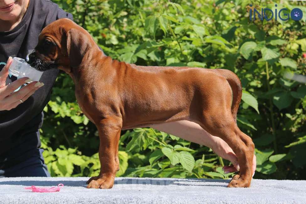 Собаки в Санкт-Петербурге: Щенок родезийского риджбека. Породный питомник. Девочка, 70 000 руб. - фото 3