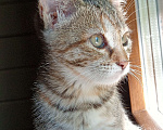 Кошки в Одинцово: Котята в добрые руки Девочка, 1 руб. - фото 2