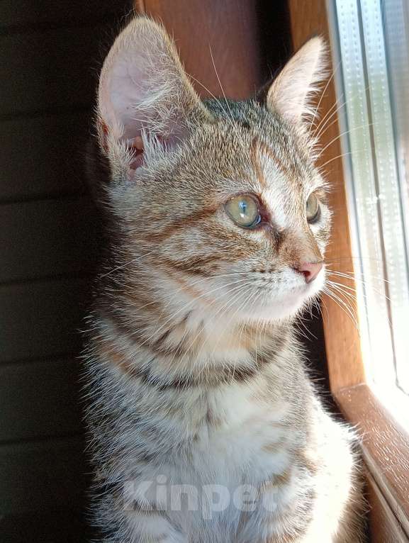 Кошки в Одинцово: Котята в добрые руки Девочка, 1 руб. - фото 2