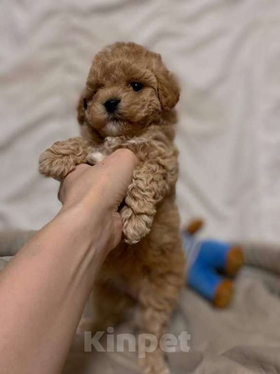 Собаки в Ростове-на-Дону: Щенок мальтипу f1 Девочка, 130 000 руб. - фото 4