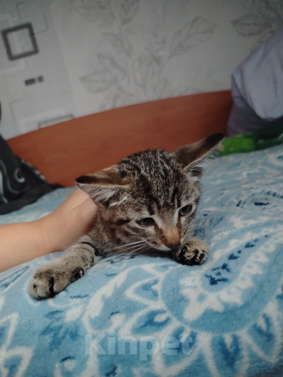 Кошки в Новокузнецке: Отдам котёнка в добрые руки. Мальчик, Бесплатно - фото 3