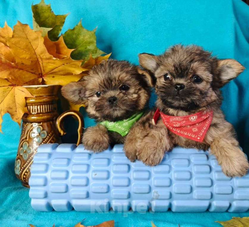 Собаки в Москве: Девочка шорки Девочка, 20 000 руб. - фото 2