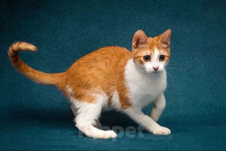 Кошки в Москве: Персиковое чудо Китти, милый, нежный котенок в добрые руки Девочка, 10 руб. - фото 4