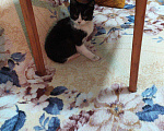 Кошки в Арзамасе: Кошечка, 100 руб. - фото 2