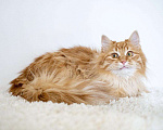 Кошки в Рязани: Рыжие котята, Бесплатно - фото 7