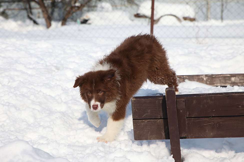 Собаки в других городах Владимирской области: щенок австралийской овчарки Девочка, 60 000 руб. - фото 5