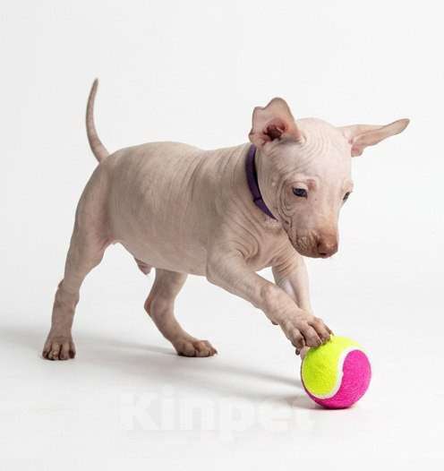 Собаки в Москве: Ксолоитцкуинтли/ксоло миниатюрный Мальчик, 50 000 руб. - фото 1