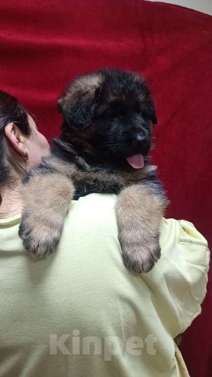 Собаки в Ангарске: Щенки длинношёрстной немецкой овчарки  Мальчик, 50 000 руб. - фото 6