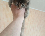 Кошки в Североморске: Отдам в хорошие руки котенка Мальчик, Бесплатно - фото 1
