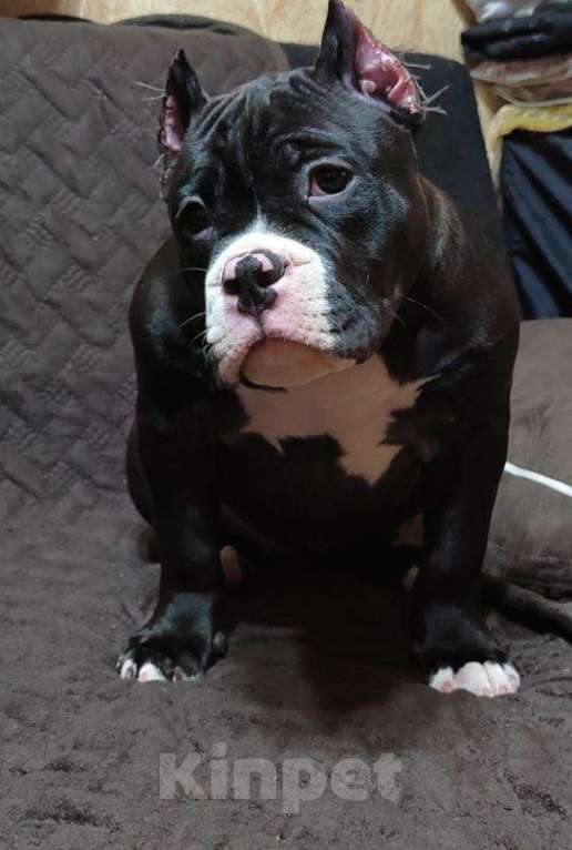 Собаки в Самаре: Американский булли, щенок Девочка, 65 000 руб. - фото 3