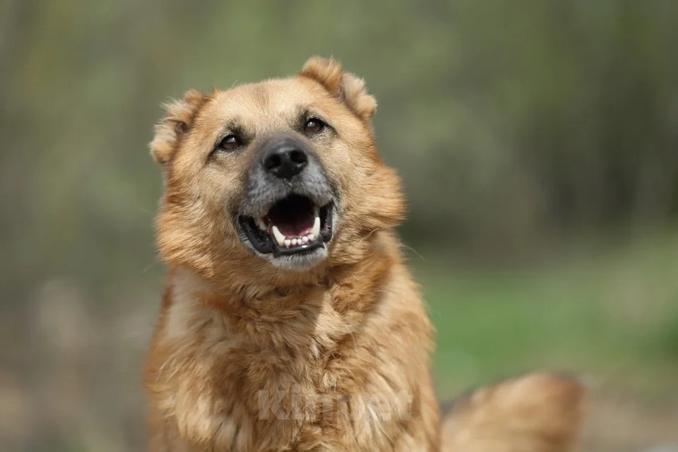 Собаки в Москве: Классный Бренд ищет дом Мальчик, Бесплатно - фото 2