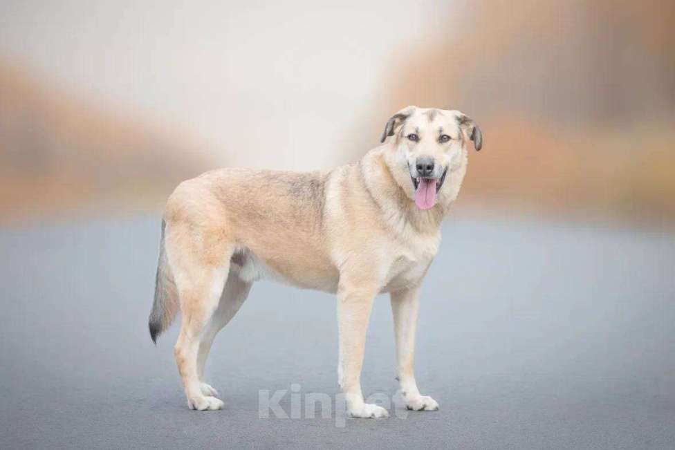 Собаки в Москве: Аргос ищет дом  Мальчик, Бесплатно - фото 2