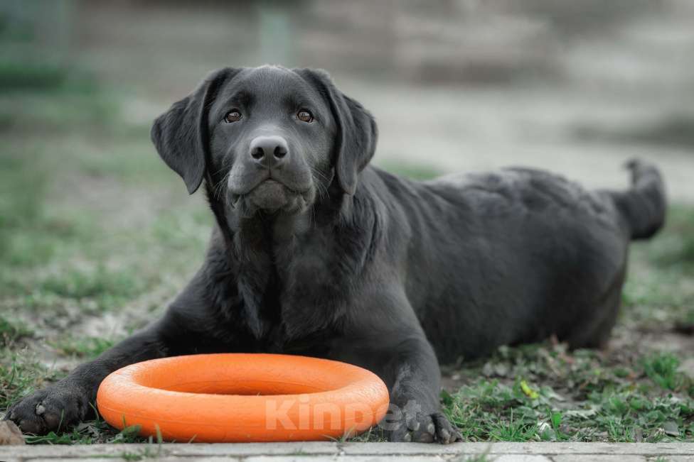 Собаки в Санкт-Петербурге: Щенок лабрадора-черный мальчик Мальчик, 90 000 руб. - фото 4