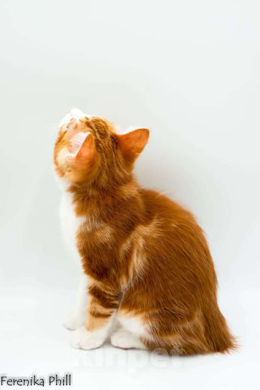 Кошки в Хабаровске: Котёнок курильского бобтейла Ференика Фил Леван Мальчик, 40 000 руб. - фото 7