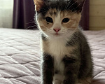 Кошки в Котельнике: Котик в добрые руки Девочка, Бесплатно - фото 2