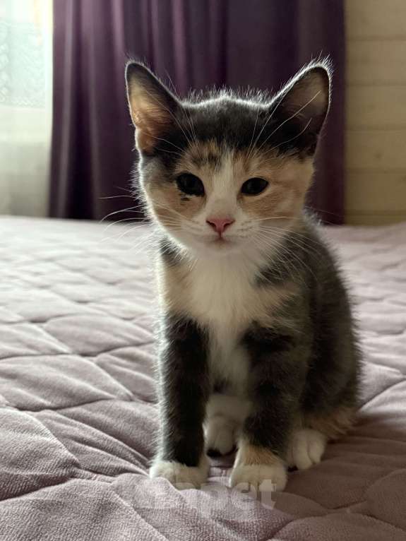 Кошки в Котельнике: Котик в добрые руки Девочка, Бесплатно - фото 2