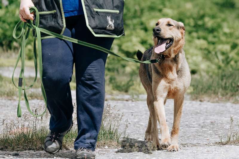 Собаки в Москве: Несчастный пес Брэд — с детства до 4 лет в приюте Мальчик, Бесплатно - фото 4