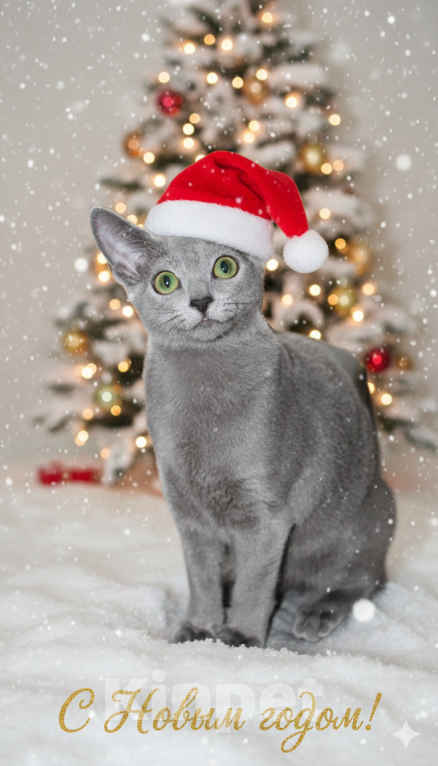 Кошки в Калининграде: Чистокровная Русская голубая девочка с еврородословной Девочка, 55 000 руб. - фото 1