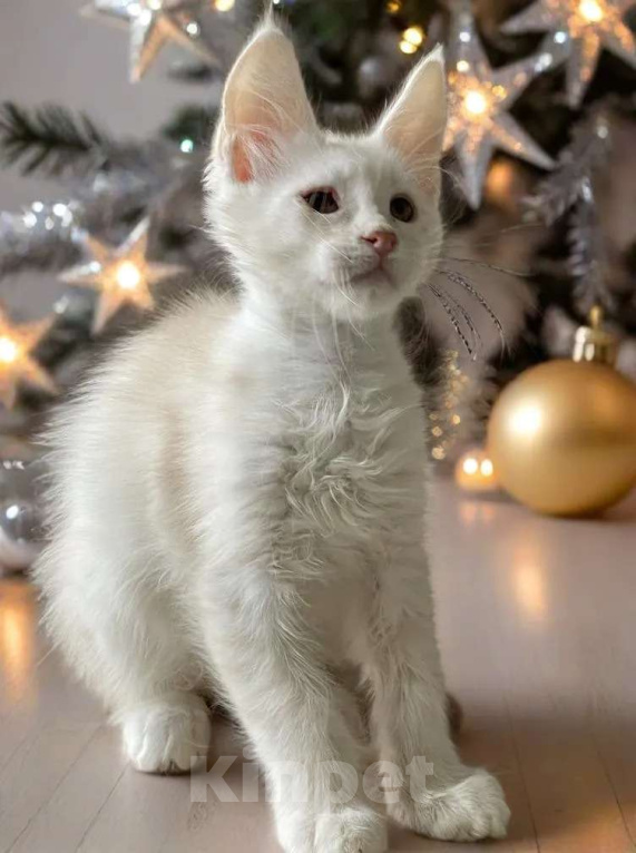 Кошки в Москве: Пушистый ангел для вашего новогоднего настроения Мальчик, 100 000 руб. - фото 6