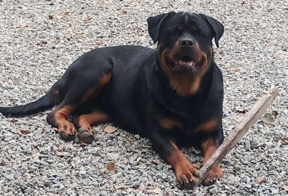 Собаки в Челябинске: Породистые щенки ротвейлера  Мальчик, 20 руб. - фото 2