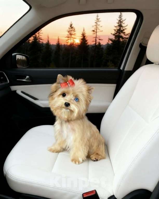 Собаки в Москве: Мини йорк девочка голубоглазая рыжая Девочка, 95 000 руб. - фото 6