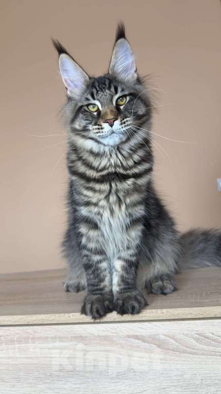 Кошки в Москве: Кот мейн кун n23 Мальчик, 160 000 руб. - фото 5
