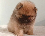 Собаки в Москве: Померанский шпиц,девочка Девочка, 25 000 руб. - фото 1