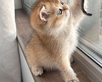 Кошки в других городах Московской области: Британская золотая шиншилла котята ny 12, ny 11, ny 25 Девочка, 35 000 руб. - фото 5