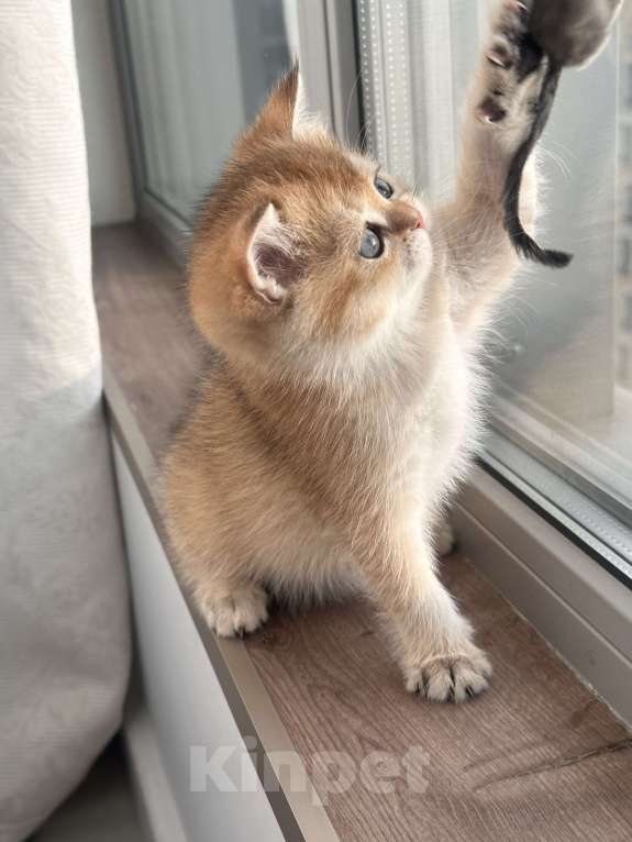 Кошки в других городах Московской области: Британская золотая шиншилла котята ny 12, ny 11, ny 25 Девочка, 35 000 руб. - фото 5