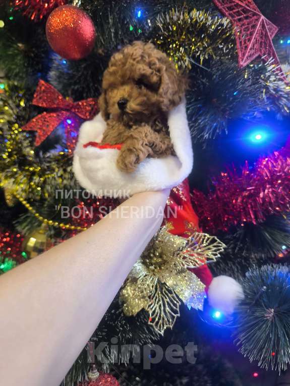 Собаки в Пушкино: Мини девочка Тэдди,тикап Девочка, 120 000 руб. - фото 1