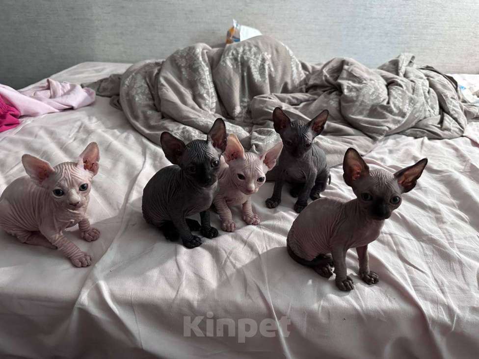 Кошки в Саратове: Котята сфинкса Мальчик, 20 000 руб. - фото 7
