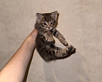 Кошки в Сарапуле: Котята Разнополые, Бесплатно - фото 8