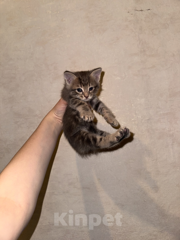 Кошки в Сарапуле: Котята Разнополые, Бесплатно - фото 8