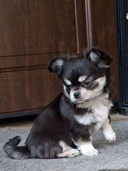 Собаки в других городах Калужской области: Черный триколор мальчик Мальчик, 50 000 руб. - фото 1