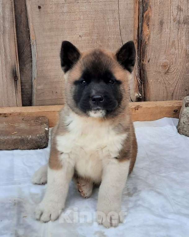 Собаки в Москве: Щенки американской акиты Мальчик, 60 000 руб. - фото 2